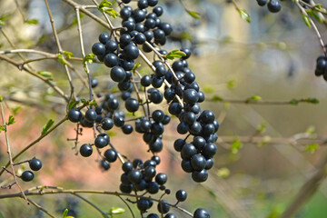 czarne owoce Ligustr pospolity (Ligustrum vulgare) © kateej
