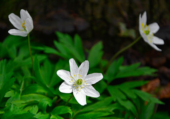 Zawilec gajowy (Anemone nemorosa), białe kwiaty, wood anemone, windflower, smell fox, Ranunculaceae, white flowers - obrazy, fototapety, plakaty