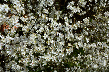 kwitnąca śliwa domowa mirabelka (Prunus domestica subsp. syriaca), Beautiful white flowers of a Mirabelle tree, Flowering fruit tree in spring. White small flowers of Mirabelle plum, cherry plum