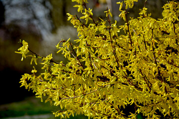  Forsycja (Forsythia), żółte kwiaty, kwitnacy krzew wiosenny, deciduous shrubs, Oleaceae,...
