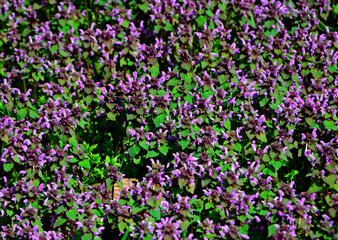 kwitnąca jasnota, Jasnota purpurowa (Lamium purpureum), red dead-nettle, purple dead-nettle, purple archangel