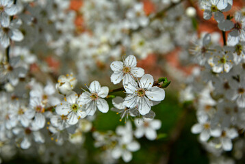 kwitnąca śliwa domowa mirabelka (Prunus domestica subsp. syriaca), Beautiful white flowers of a Mirabelle tree, Flowering fruit tree in spring. White small flowers of Mirabelle plum, cherry plum 

