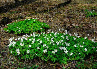 Zawilec gajowy (Anemone nemorosa), białe kwiaty, wood anemone, windflower, smell fox, Ranunculaceae, white flowers,  © kateej
