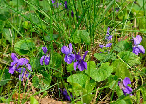 dziki Fiołek wonny, fiołek pachnący (Viola odorata), wood violet, sweet violet, English violet, common violet, florist's violet, garden violet