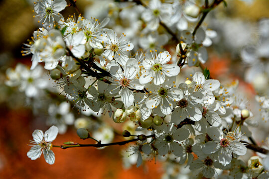 kwitnąca śliwa domowa mirabelka (Prunus domestica subsp. syriaca), Beautiful white flowers of a Mirabelle tree, Flowering fruit tree in spring. White small flowers of Mirabelle plum, cherry plum