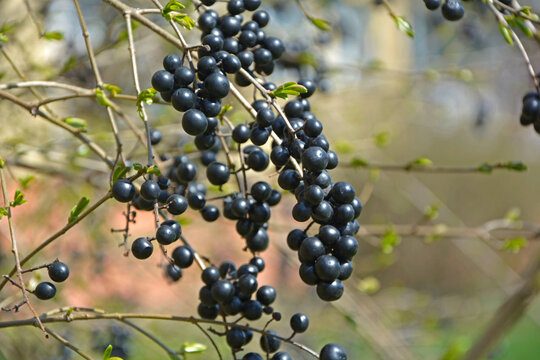 czarne owoce Ligustr pospolity (Ligustrum vulgare)