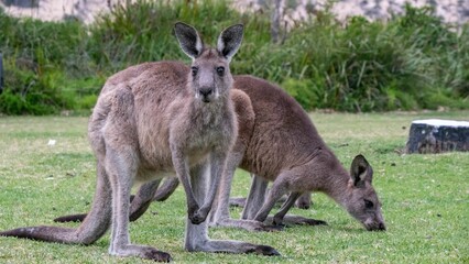 Closeup of two kangaroos in Jervis Bay area of New South Wales, Australia