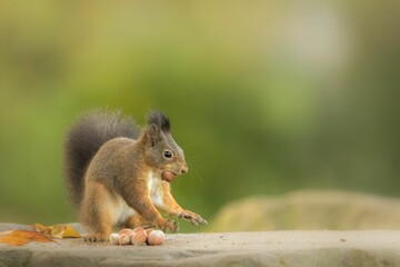 Closeup shot of a small funny squirrel in the forest