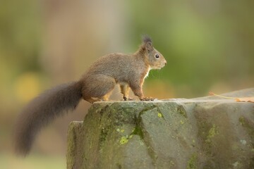 Closeup shot of a small funny squirrel in the forest
