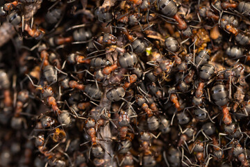 Close up view onto big forest fire ants working. Anthill in forest scene. Ant-hill.