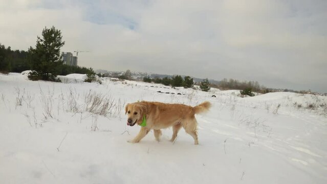 Golden retriever dog in winter time running in snow with tonque out. Purebred doggy pet enjoying cold weather outdoors