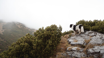 czech mountain dog standing on a foggy cloudy mountain top