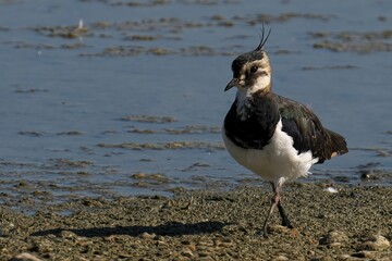 Closeup of a northern lapwing, Vanellus vanellus.