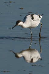 Vertical closeup of a pied avocet, Recurvirostra avosetta.