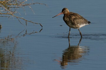 Closeup of a black-tailed godwit walking in the water. Limosa limosa.