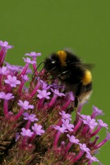 Vertical closeup of Bombus hortorum, the garden bumblebee on a flower.