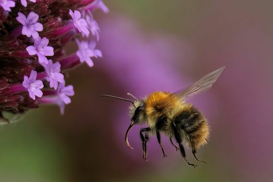 Closeup of Bombus pascuorum, the common carder bee during flight.
