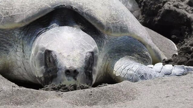 Kemp's Ridley Sea Turtle, tortuga lora, Lepidochelys kempii spawning head closed up from the front showing its scutes, eyes and hooked mouth. La Mancha, Veracruz, M&eacute;xico
