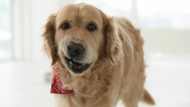Golden retriever dog after food licks his nose and requests more food. Purebred pet with metal bowl on background at home
