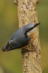Nuthatch perching on wood