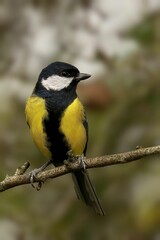 Great tit perching on branch