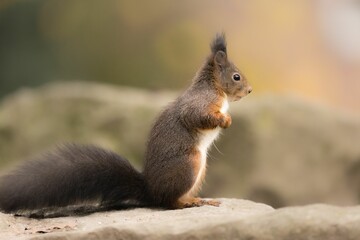 Naklejka na ściany i meble Selective focus shot of a squirrel