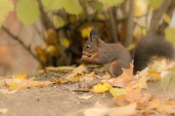 Selective focus shot of squirrel eating nut in the forest