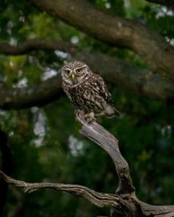 Vertical shot of a brown little owl bird perched on a branch