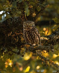 Vertical shot of a brown little owl bird perched on a branch