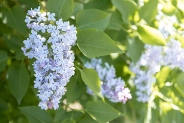 Sunlit gentle purple bloom branch of lilac among green foliage and flowers. Image with soft focus.