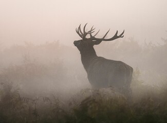 Beautiful shot of a deer with antlers on a misty field