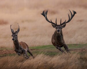Beautiful shot of a couple of deer running on a rural field