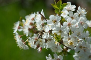 Closeup of a bee on white blossoms