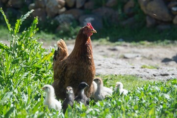 Rural scene mother hen with her chicks
