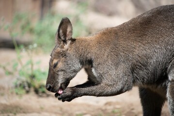 Closeup of a cute kangaroo in its natural habitat