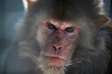 Closeup shot of a cute monkey