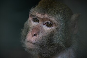 Closeup shot of a cute baby monkey