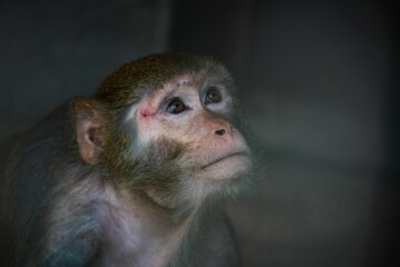 Closeup shot of a cute baby monkey