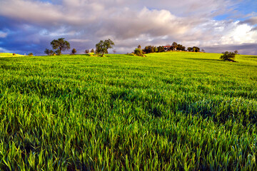 Campo en Don Álvaro