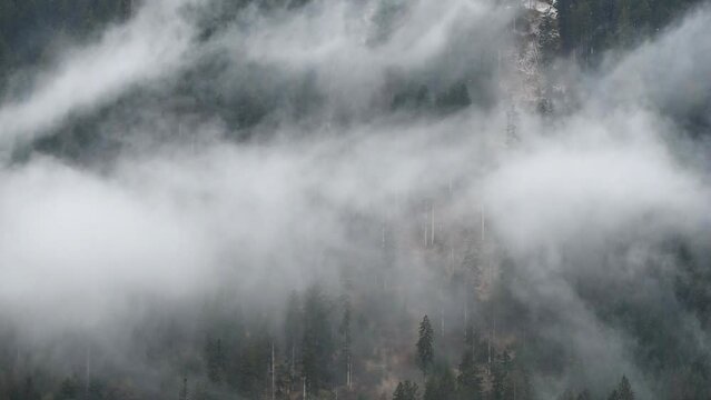 nuvole si uovono lentamente al di sopra di un bosco di abeti, il lento movimento delle nuvole in montagna