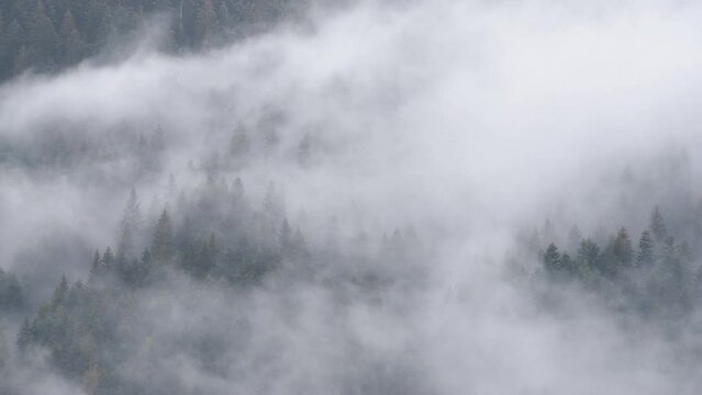 nuvole si uovono lentamente al di sopra di un bosco di abeti, il lento movimento delle nuvole in montagna