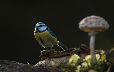 Shallow focus shot of a eurasian blue tit perched on a log