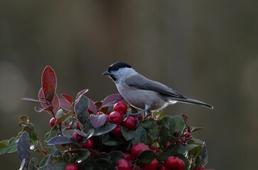Willow tit bird perched on a shrub with red berries © Pawel Gawlica/Wirestock Creators