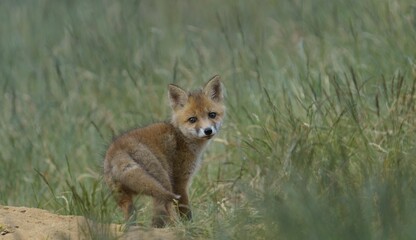 Naklejka na ściany i meble Young fox on the long grass and looking behind