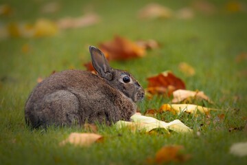 Closeup of a cute rabbit sitting on the grass