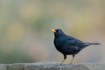 Closeup of a Common blackbird perhcing on the stone on a blurred background