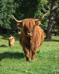 Vertical shot of Scottish Highland bull in the field