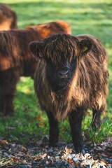 Fototapeta premium Vertical shot of Scottish Highland Cow Calf in the field