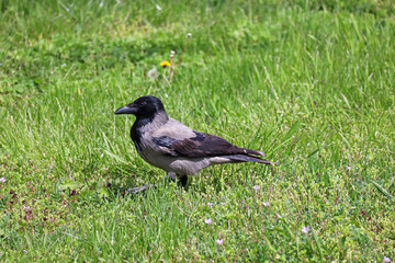 Gray crow walks on the meadow