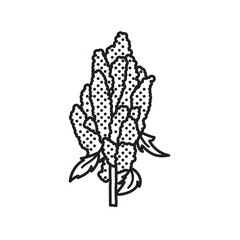 Quinoa panicle vector line icon